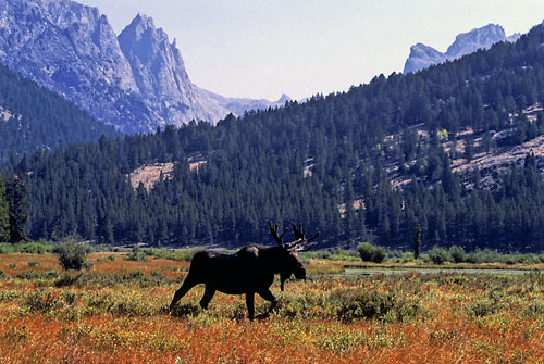 Bull Moose, Wind River Mountains, Wyoming photographer David Whitten