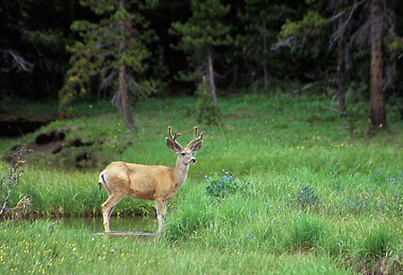 Deer Uinta Mountains Utah photograph