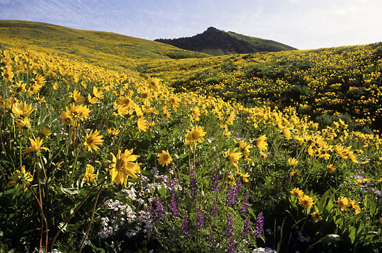 Wildflowers photo Caribou Mountains Idaho photographer David Whitten