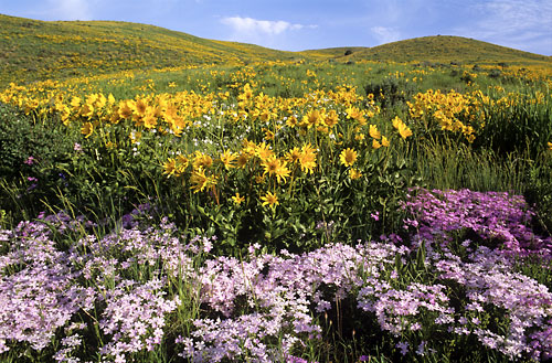 Wildflowers photography, Phlox and Balsamroot, Caribou Mountains, Idaho, photographer David Whitten Photography