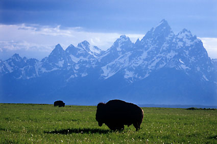 Bison Buffalo Jackson Hole photo Grand Teton National Park Wyoming