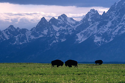 Bison Buffalo Jackson Hole Grand Teton National Park Wyoming photographs