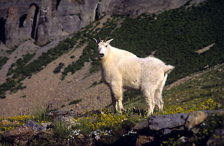 Mountain Goat Mt. Timpanogos, Utah