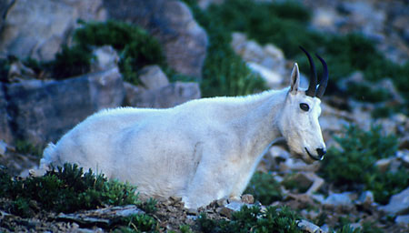 Mountain Goat Mt. Timpanogos, Utah
