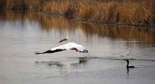 Pelican and Loon Bear River Migratory Bird Refuge Utah