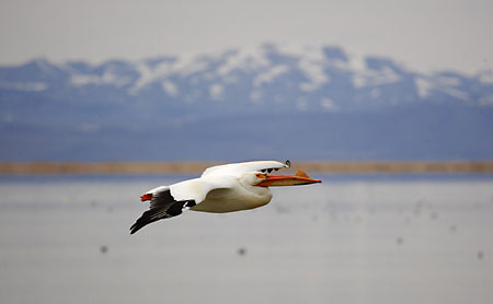 Pelican Bear River Migratory Bird Refuge Utah