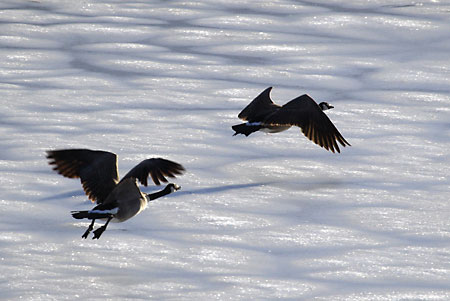 Canada Geese  Utah