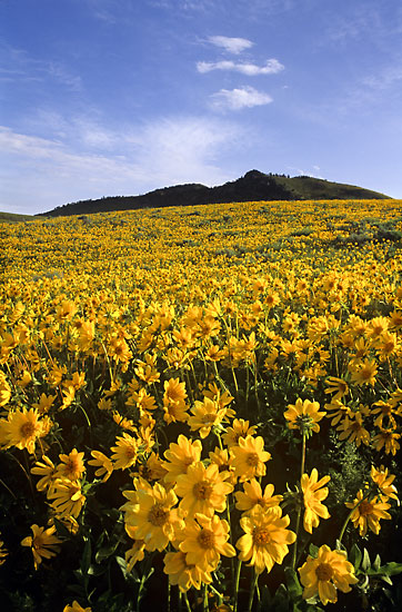 Wildflowers photography Balsamroot, Caribou Mountains photo, Idaho photographer David Whitten