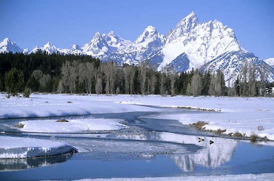 Wood Ducks, Grand Teton National Park Tetons photographer David Whitten Photography