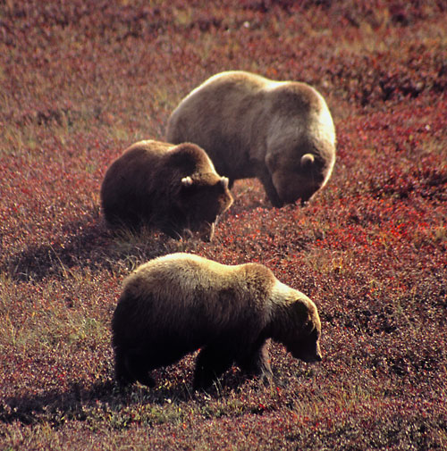 Grizzly Bears eating blueberries, Denali National Park photographs, Alaska photographer David Whitten