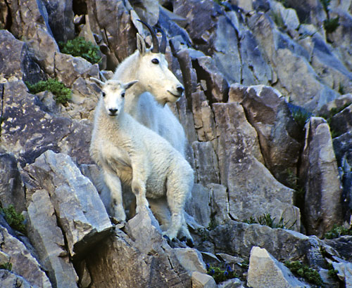 Mountain Goats Mt. Timpanogos, Utah wildlife photographe David Whitten
