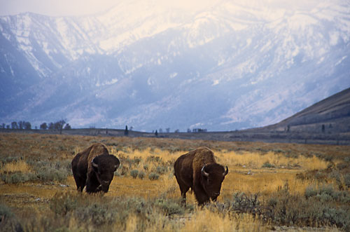 Bison, Buffalo photos, Grand Teton National Park Tetons photographer David Whitten Jackson Hole wildlife Photography