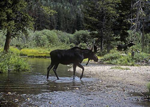 Moose, Uinta Mountains, Utah photograph, photographer David Whitten Photography