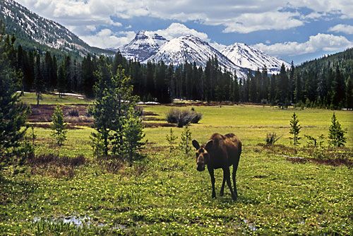 Cow Moose, Uinta Mountains, Utah photograph, photographer David Whitten Photography