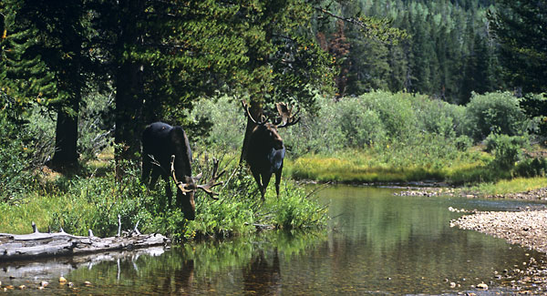Bull Moose, Uinta Mountains, Utah photo - Photographer David Whitten
