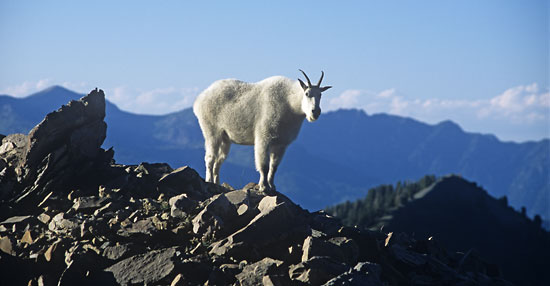 Rocky Mountain Goat, Mt. Timpanogos, Utah photograph, photographer David Whitten Photography