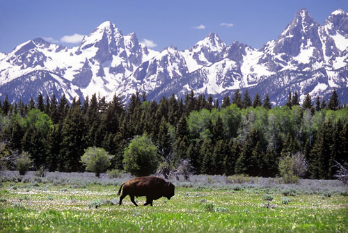 Jackson Hole photograph, Bison, Teton Range, Grand Teton National Park, Wyoming photograph, Jackson hole wildlife photographer David Whitten