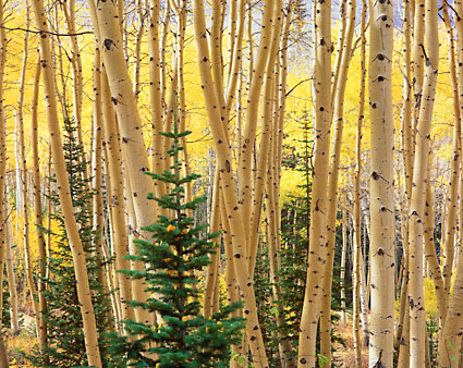 Aspen Trees Fall Foliage Autumn Wasatch Mountains Utah