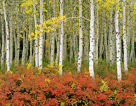 Autumn Aspen Trees photo Fall Foliage Wasatch Mountains, Utah