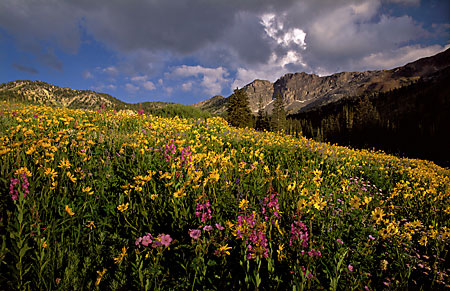 Wildflowers and Devil's Castle Alta Albion Basin Wasatch Mountains Utah