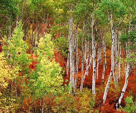 Aspen Trees Autumn Foliage Wasatch Mountains Utah Fall