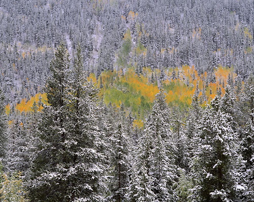 Fall Color Foliage Uinta Mountains Utah Photographer David Whitten