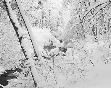 black and white photograph mill creek Wasatch Mountains, Utah, photo by David Whitten