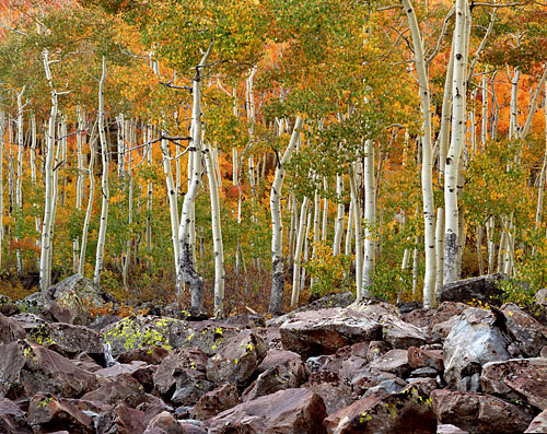 Fall Foliage photograph Aspen Trees Autumn Wasatch Mountains Utah photographer David Whitten