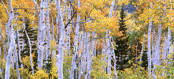 Autumn Aspen Trees photograph Fall Foliage Wasatch Mountains Utah Panorama Panoramic Photograph