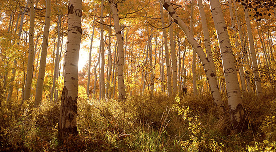 Fall Foliage photos Aspen Trees Autumn Wasatch Mountains, Park City Utah photography