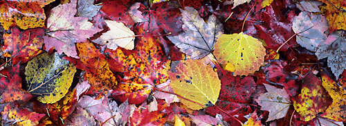 Autumn Foliage Leaves New Hampshire Fall