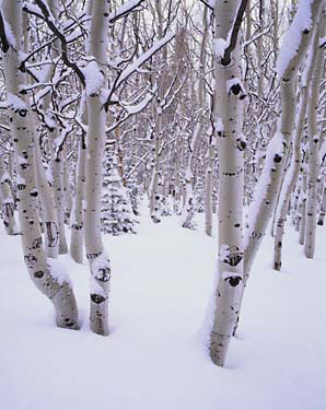 Winter Aspen Trees photograph David Whitten Photo
