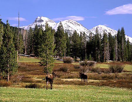 Moose Christmas Meadow Ostler Peak Uinta Mountains Utah