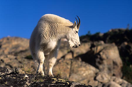 Mountain Goat