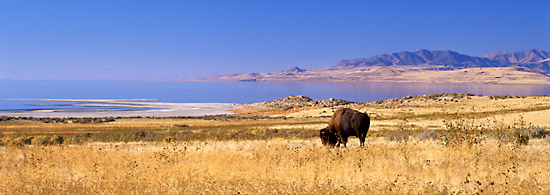 Bison, Antelope Island Great Salt Lake Utah Buffalo Utah wildlife photography
