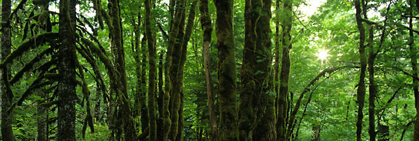 Rain Forest Moss On Trees Washington USA