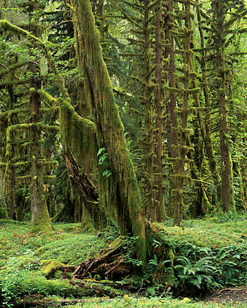 Hoh Rain Forest Olympic National Park Washington
