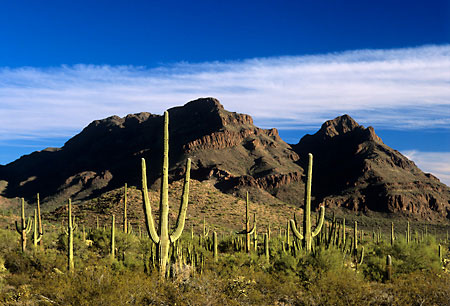 Saguaro Cactus Organ Pipe Cactus National Monument Arizona
