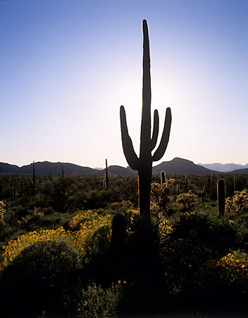 Saguaro Cactus Organ Pipe Cactus National Monument Arizona