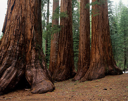 Giant Sequoia Yosemite National Park California photography