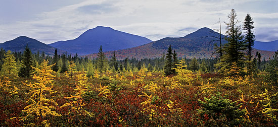 New Hampshire White Mountains photography, Autumn Larch Trees, North Peak, White Mountains, New Hampshire - Photographer David Whitten