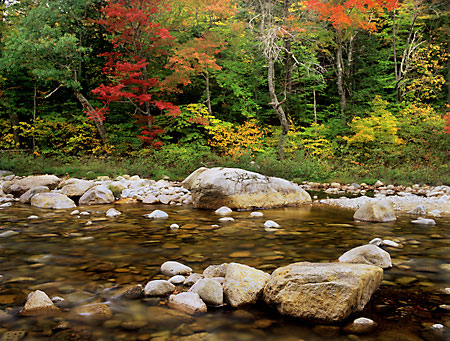 Fall Foliage Swift River White Mountains New Hampshire