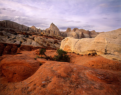Capitol Reef National Park photograph Juniper Pinyon Henry Mountains