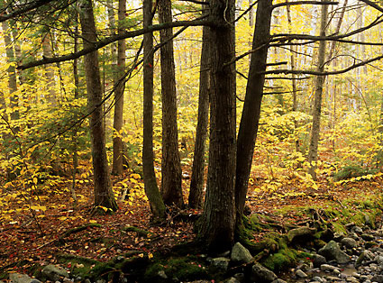New Hampshire Autumn Forest