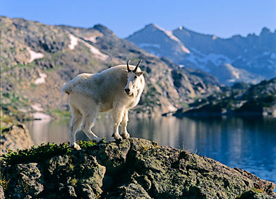 Rocky Mountain Goat photograph, Beartooth Mountains, Montana