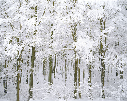Hoar Frost Hardwood Forest Franconia Notch State Park New Hampshire David Whitten Photo