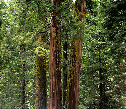 Sequoia National Park