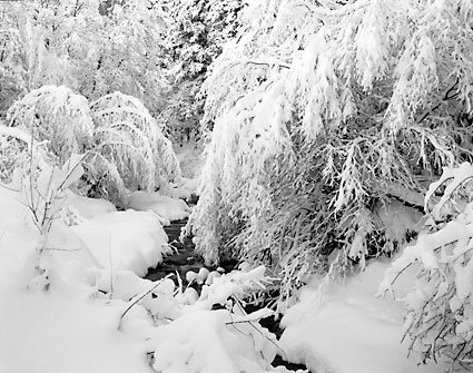Mill Creek Winter Wasatch Mountains Utah Black and White Photograph