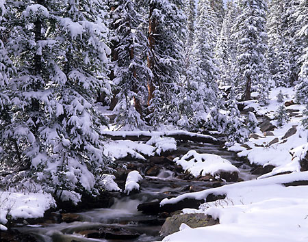 Lost Creek Winter Forest Uinta Mountains Utah