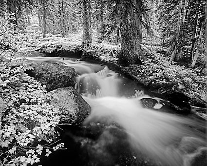 Ostler Fork, Uinta Mountains Utah photograph by David Whitten photographer Rocky Mountain Stream black and white High Uintas Wilderness